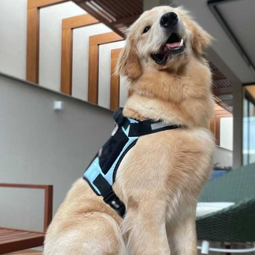 Dog Harness