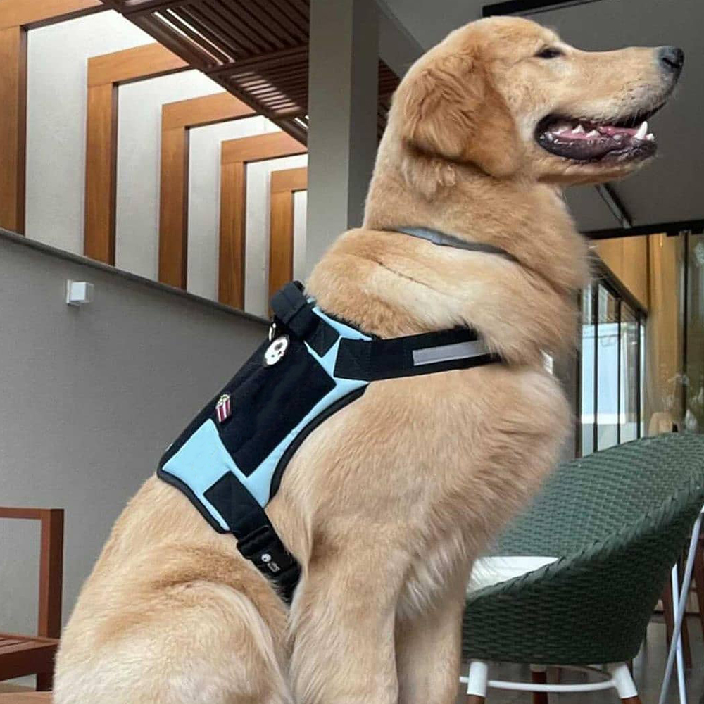 Dog Harness